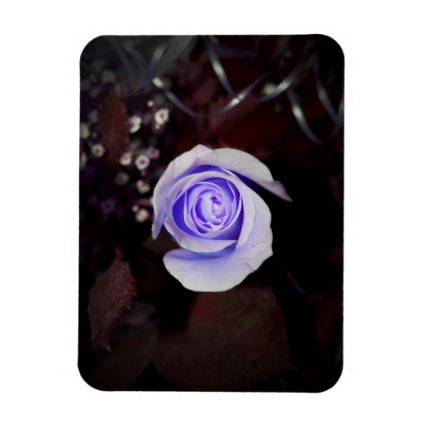 purple rose colorized flower against dark backgrou flexible magnets