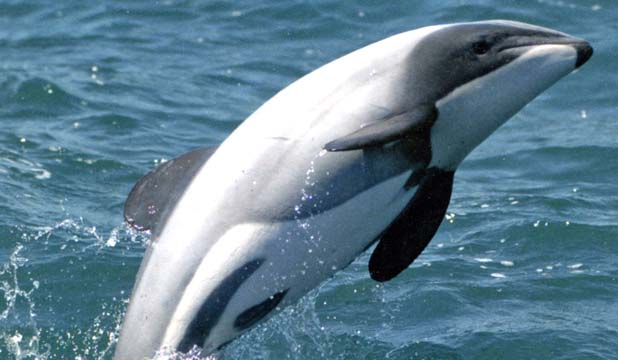 Maui’s Dolphin Face Imminent Extinction. Action Must Be Taken Now to Save Them! 