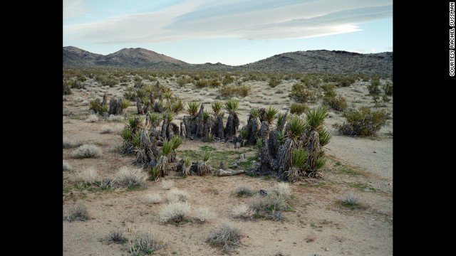 Mojave yucca. 12,000 years old. Mojave Desert, California. 