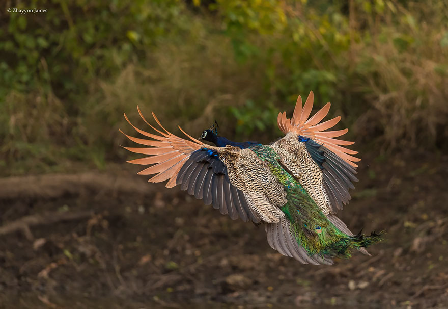 flying-peacock-13