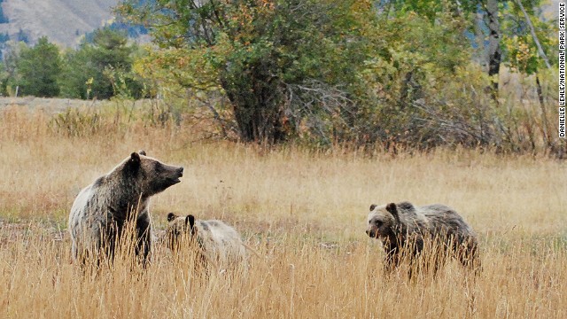 Grand Teton National Park in Wyoming, which came in eighth, is home to grizzly bears (shown here), black bears and other wild animals. 