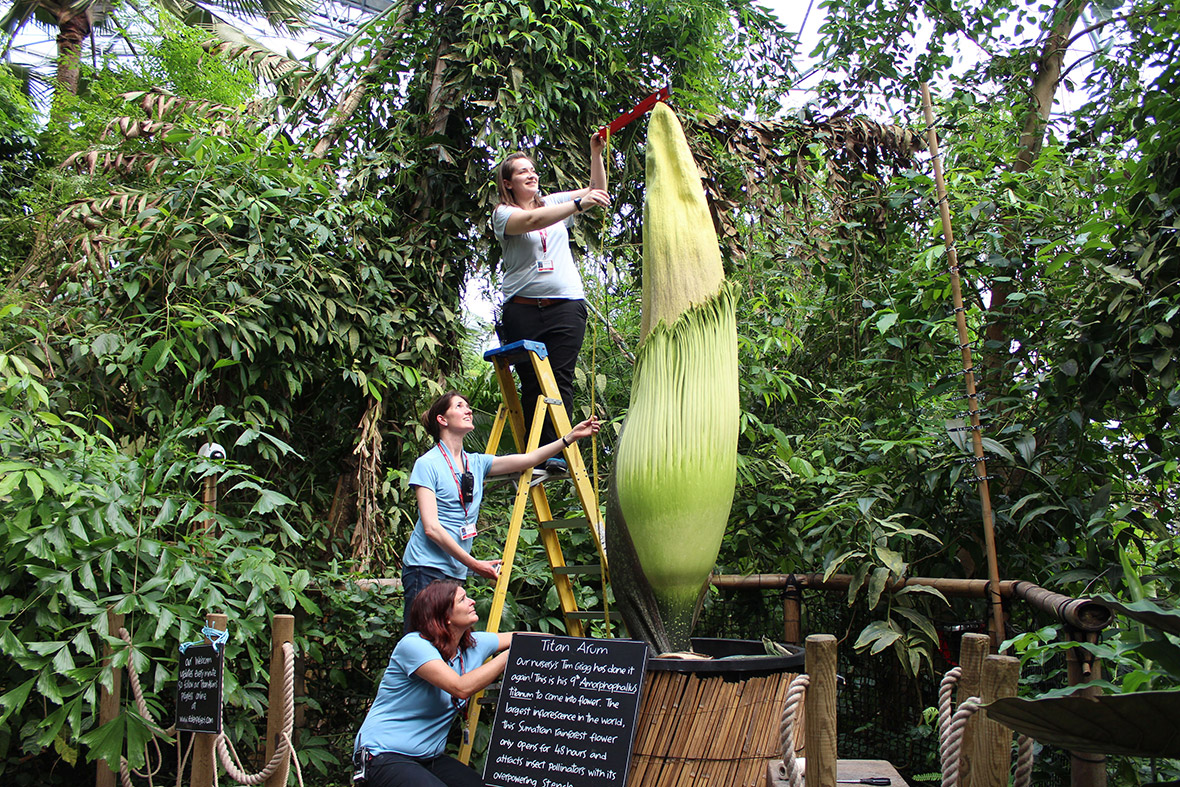 Eden Project staff measure a Titan arum, which is poised to flower in the Cornish project's Rainforest Biome. The 268cm-tall Titan arum (Amorphophallus titanum) is currently only 23cm short of Eden's biggest ever Titan and could break that record in the next few days.