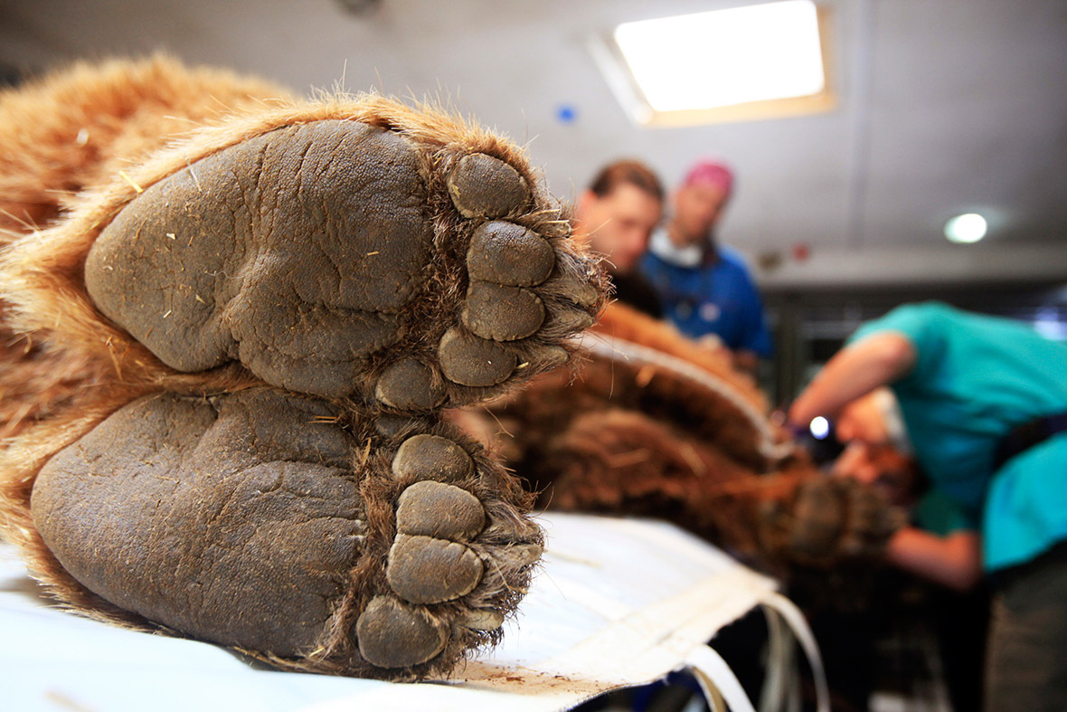 A brown bear is checked by vets at the Four Paws Bear Sanctuary in Pristina, Kosovo. Six adult brown bears rescued from illegal private zoos all over Kosovo and three recently found brown bear orphan cubs received thorough health check-ups and dental treatment. The four male adult bears Ero, Ari, Anik and Vini were castrated.