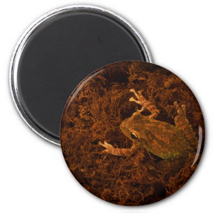 tree frog in moss animal design fridge magnets