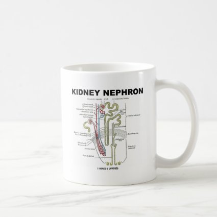 Kidney Nephron Coffee Mugs