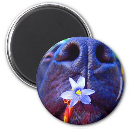Black lab mix nose, small purple flower picture 2 inch round magnet