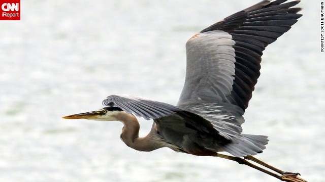 The best bird photos "require good preparation and a lot of luck," said <a href='http://ift.tt/VrX8xs'>Scott Bauman</a>. Here, a great blue heron soars over Gun Lake in Shelbyville, Michigan. 
