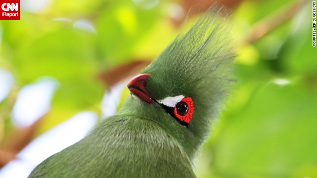 The birds of the Bloedel Conservatory in Vancouver, British Columbia, include the Guinea turaco, "a secretive and gorgeous" creature that <a href='http://ift.tt/1hGmw6D'>Eric Rossicci</a> felt lucky to photograph.