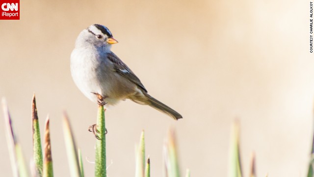 The white-crowned sparrow is a common sight in the American West. <a href='http://ift.tt/VrXbJx;'>Charlie Alolkoy</a> spotted this one on an early morning walk in his northwest Tucson, Arizona, neighborhood. Click on the double arrows to see more bird photos.
