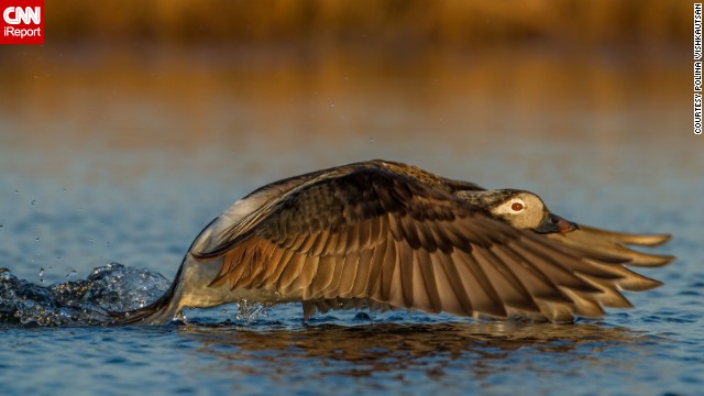 A bird photography workshop took California veterinarian <a href='http://ift.tt/VrX8NO'>Polina Vishkautsan</a> to Barrow, Alaska, where she waded in the wet tundra and encountered this long-tailed duck in a little pond.