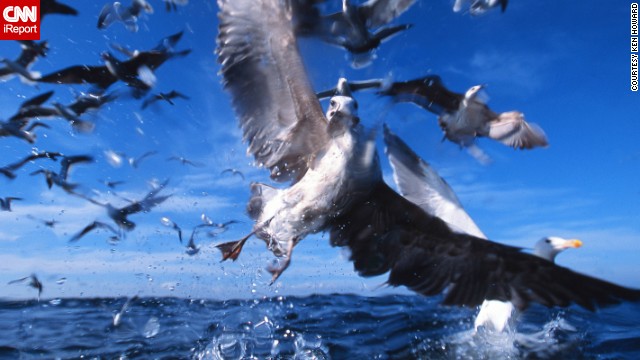 Photographer <a href='http://ift.tt/VrX9Bk'>Ken Howard</a> was in the South African fishing town of Gansbaai to photograph sharks when he captured this image of kelp gulls, common coastal residents in the Southern Hemisphere.