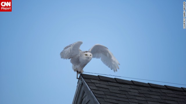 <a href='http://ift.tt/VrXbZV'>Marc Grover</a> was out looking for snowy owls at Biddeford Pool, Maine, when he spotted this one perched on a roof. 
