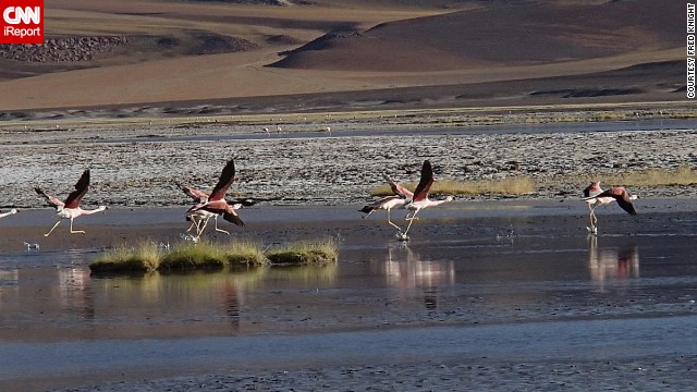 The sight of rare Andean flamingos convinced <a href='http://ift.tt/VrXa8u '>Fred Knight</a> to get off his bicycle on the Sico Pass near the Argentina-Chile border.