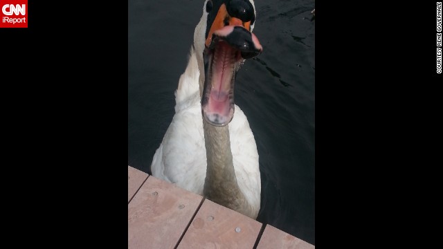<a href='http://ift.tt/VrXa8w'>Renee Governale</a> had been feeding this mute swan peanut-butter crackers when she decided to try to get a close-up photo. The bird bit down on her phone as if it was another cracker, but not before she got this shot. 