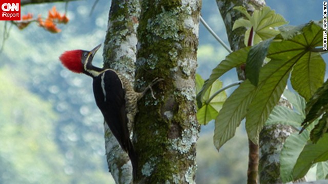 While stopped along a section of mountain road between Vara Blanca and San Miguel, Costa Rica, <a href='http://ift.tt/VrXcgr'>Jack Donnelly</a> happened to catch this shot of a lineated woodpecker.