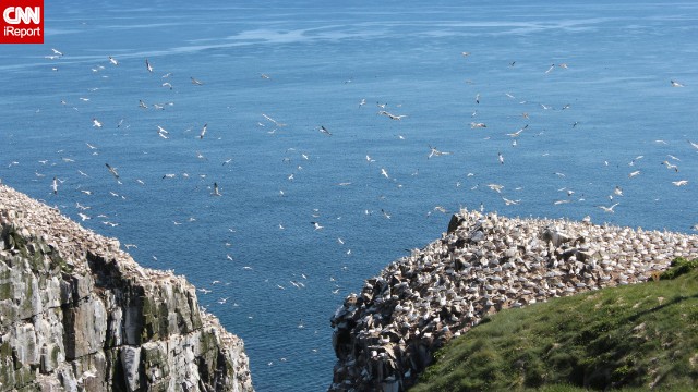 Cape St. Mary's Ecological Reserve in Newfoundland is a wonderful spot to watch the northern gannets return each summer to dive for fish and raise their young, said <a href='http://ift.tt/1oAoCOi'>Sobhana Venkatesan</a>. "We witness the flurry of activity in slow motion. It's a wondrous sight."