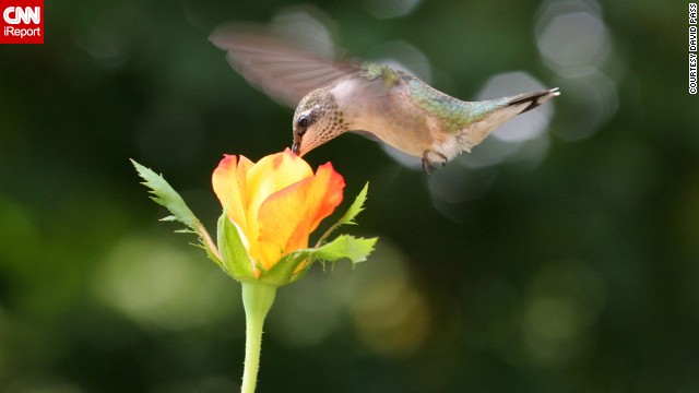 <a href='http://ift.tt/VrX9Bu'>David Pass</a> put a few drops of home-brewed nectar in a flower pot to entice the ruby-throated hummingbirds to his deck in Kennesaw, Georgia. Then he sat there for hours a day until the tiny birds got used to him, "each day inching my chair closer to the rose until I got this shot." 