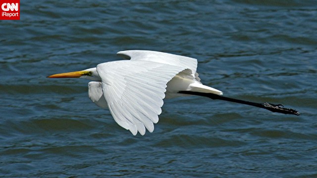 The grace of this great egret caught <a href='http://ift.tt/VrXcgG '>Donald Barrick</a>'s eye while he was visiting the Merritt Island National Wildlife Refuge in Titusville, Florida. Birds, he said, "are dainty, yet sometimes aggressive; graceful, but frequently clumsy -- much like us!" 