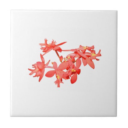 Flowers Salmon Tinted Ground Orchid Ceramic Tiles