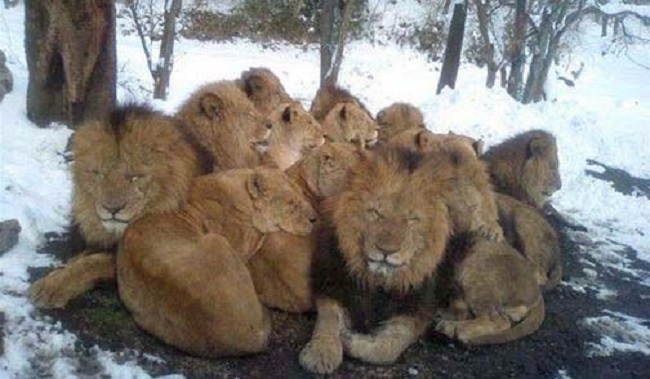 Lions in Winter - August in Johannesburg