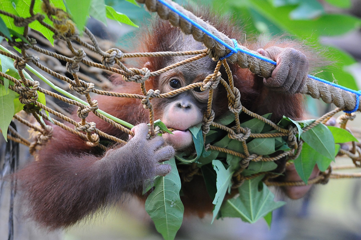 Rizki, a ten-month-old orphaned Bornean orangutan prepares to leave Surabaya Zoo for the wild. Two baby orangutans were found in Kutai National Park in a critical condition having been abandoned by their mother