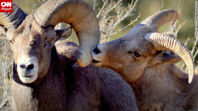 Two <a href='http://ift.tt/1m4rBYK'>bighorn sheep</a> share a tender moment in Georgetown, Colorado.
