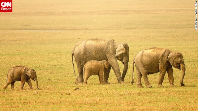 <a href='http://ift.tt/1oLXATW'>Elephants</a> graze on the savannas of India.