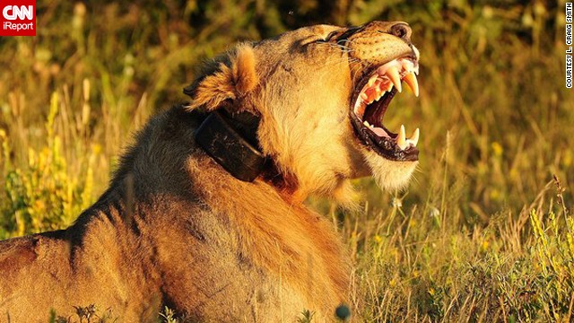 A Namibian <a href='http://ift.tt/1m4rCvO'>lion</a> lets out a roar.