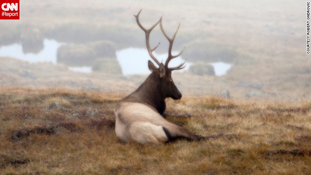 A bull <a href='http://ift.tt/1oLXED7'>elk</a> takes in the view at Rocky Mountain National Park, Colorado. 
