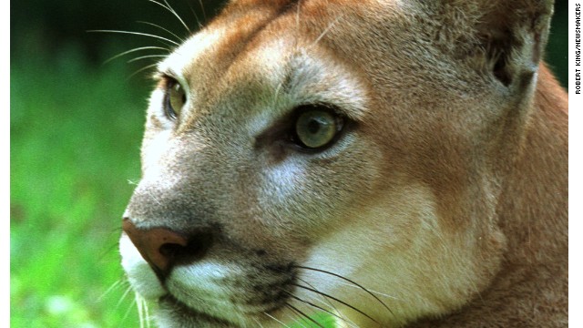 Once prevalent throughout the mainland United States, the cougar (aka, panther/puma/catamount) is largely isolated to a dozen or so western states and Florida (pictured). 
