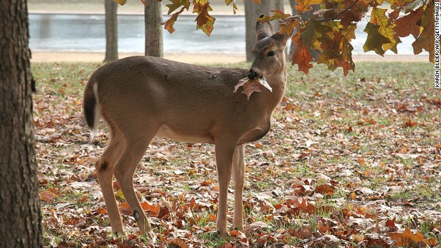 Once endangered, white-tailed deer are now ubiquitous throughout the United States, even occasionally being spotted near the National Mall in Washington, D.C. (pictured).
