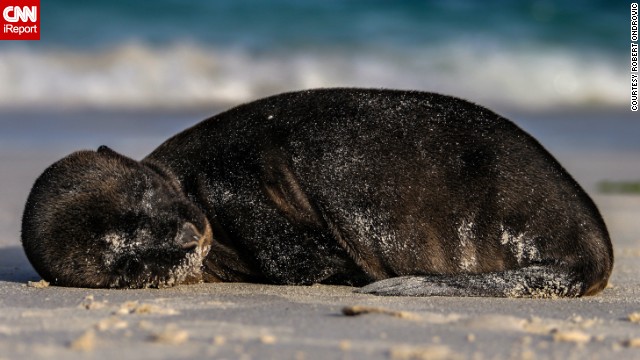 It's nap time for this young <a href='http://ift.tt/1oLXyLF'>sea lion</a> on Ecuador's Galapagos Islands. 
