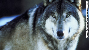 Wild wolf populations are making a comeback across the United States.