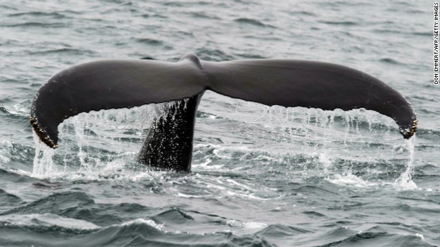 In Alaska's Glacier Bay National Park, seasonal humpback and gray whales combine with year-round orcas for one of the richest cetacean environments in the world. But this humpback whale was photographed on the other side of the country, near Provincetown, Massachusetts.