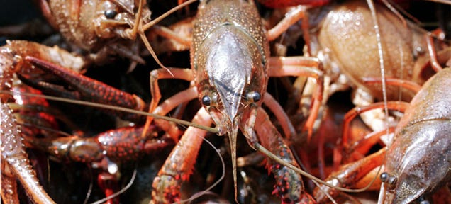 Crayfish Can Turn Ordinary Blood Cells Into Neurons