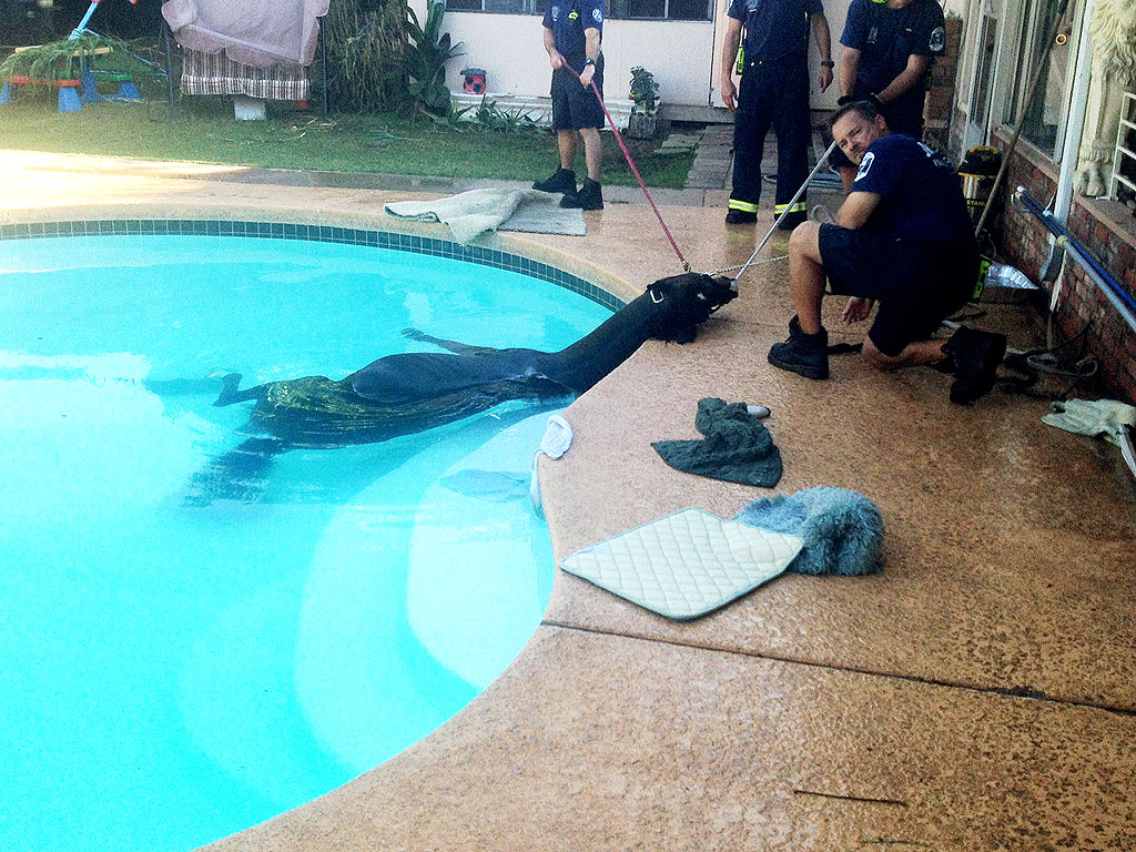 Horse Rescued from Swimming Pool at Phoenix Home: Photo