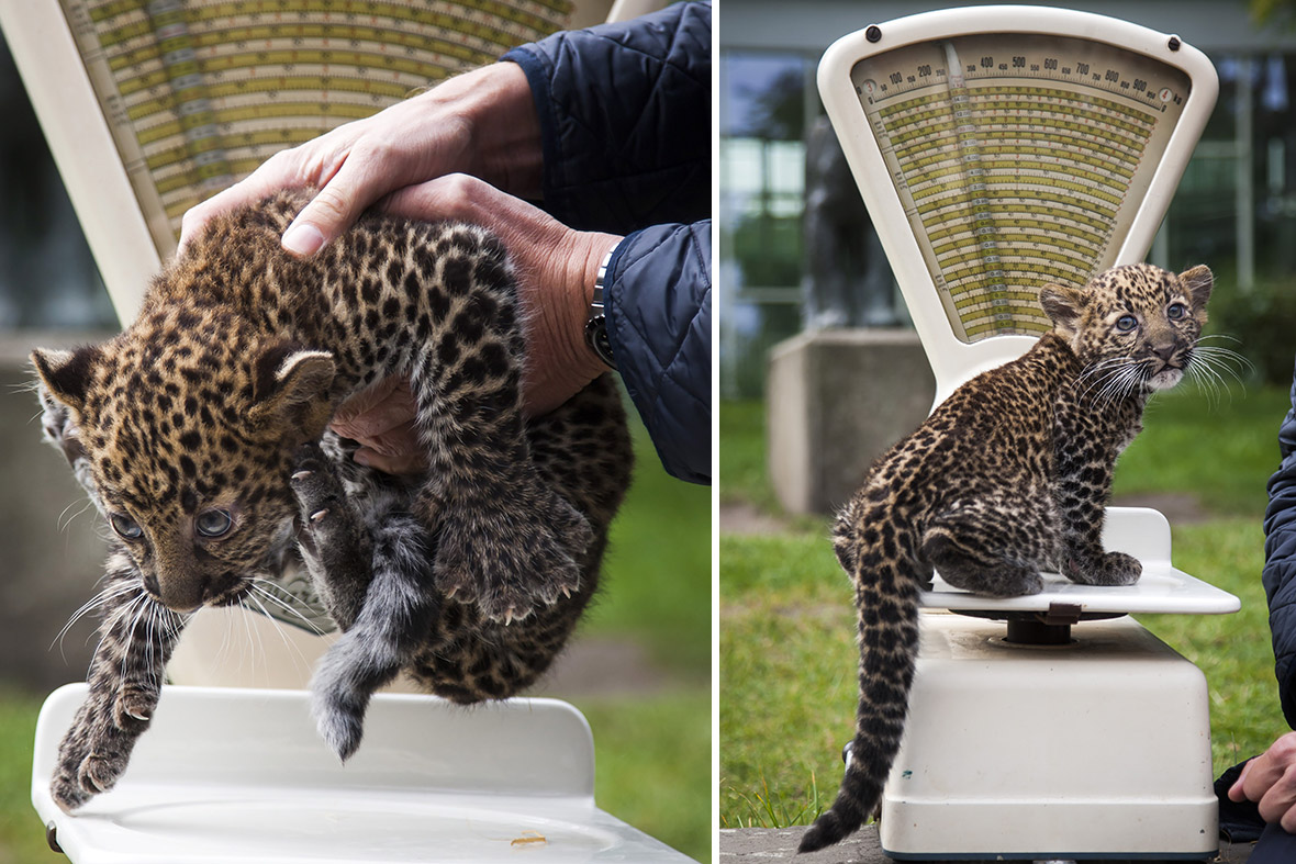 An eight-week old Javan leopard cub is weighed at the Tierpark zoo in Berlin