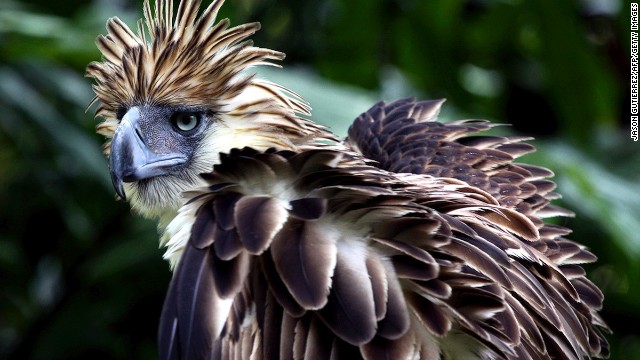 Davao City's Philippine Eagle Center gets you close to the country's national bird.