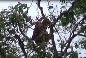 Panjat Pokok Elak Ditangkap Dua Hari Tidak Turun