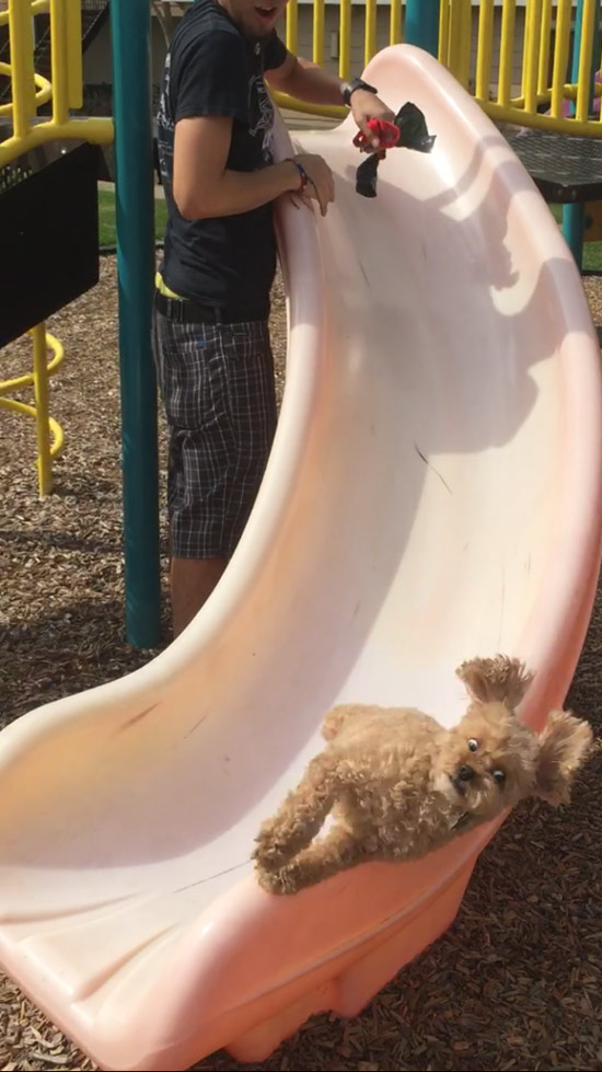 Took my dog to the park... not sure what I expected