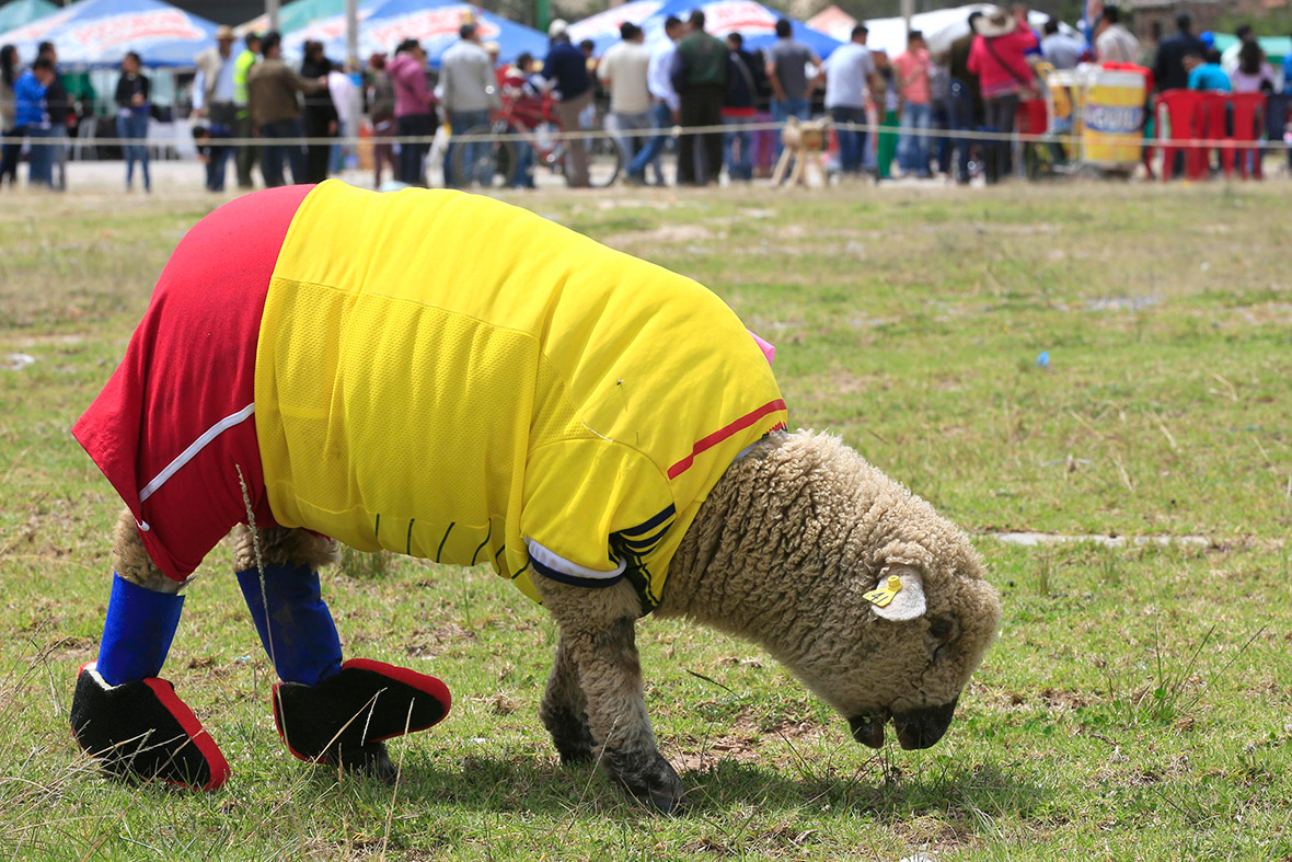 A sheep named Falco, dressed in the colours of the Colombian national team, grazes during an exhibition in Nobsa, Colombia