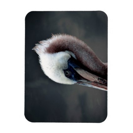 young pelican head view side bird magnet