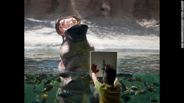  A hungry hippo indeed. A hippopotamus roars for a treat in front of a boy at the San Antonio Zoo in Texas. The zoo is No. 13 on the list.