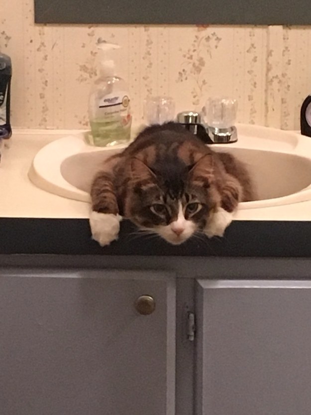 Your sink? They'll sit in it.