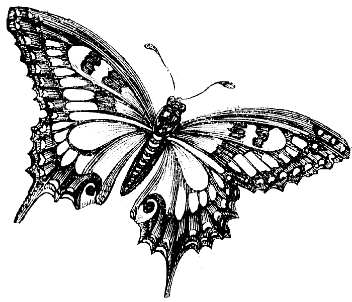 Animal Tattoo Design : Butterfly Tattoo