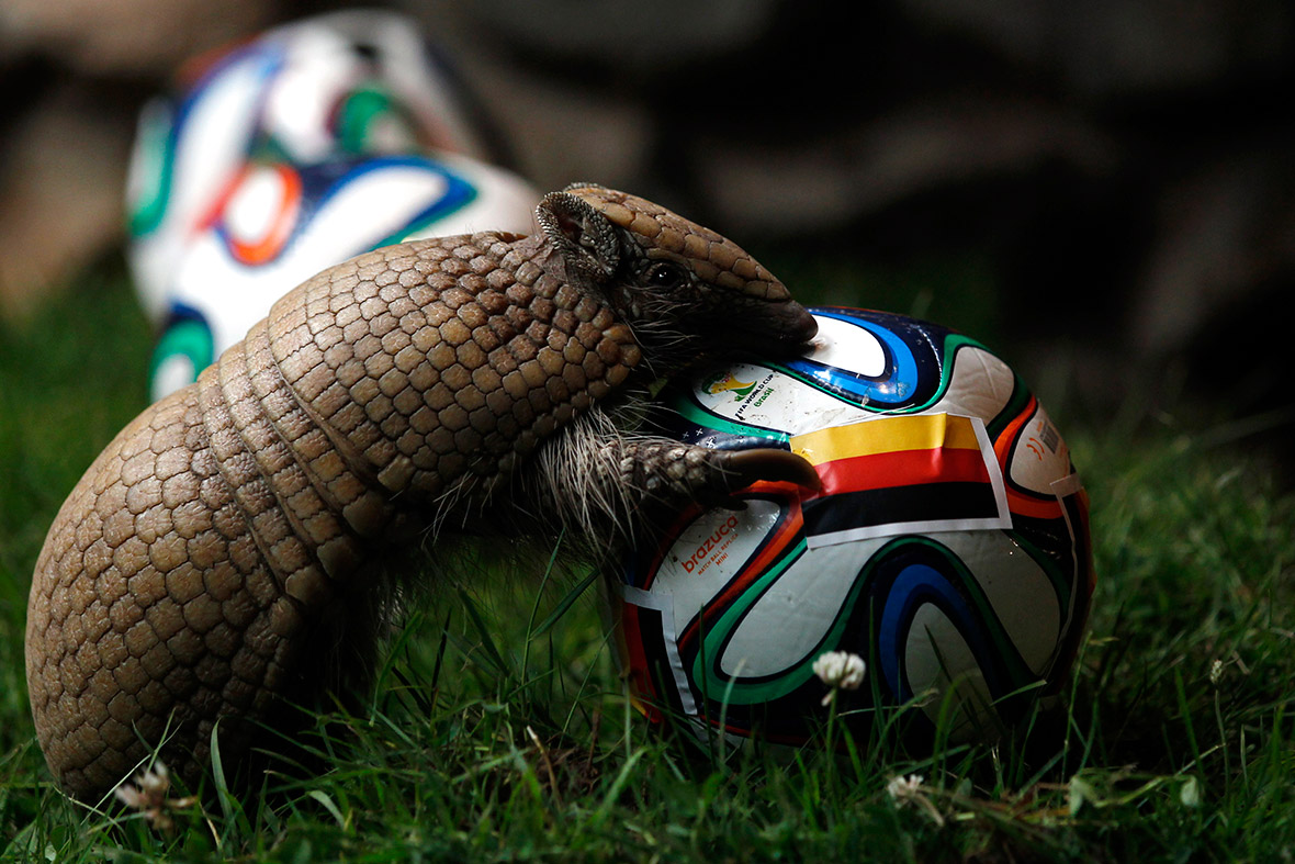 An armadillo called Norman chooses a football representing Germany as he makes his prediction for the team's opening World Cup match against Portugal, at the zoo in Muenster.