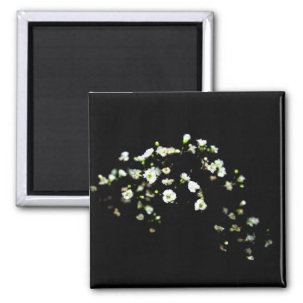 babys breath white flowers against black magnet