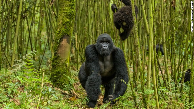 The safari is designed to combine luxury experiences with contributions to conservation efforts. A five-day trip to Rwanda will seek out the country's mountain gorillas. Just 880 individuals remain today, in the DRC, Rwanda and Uganda.