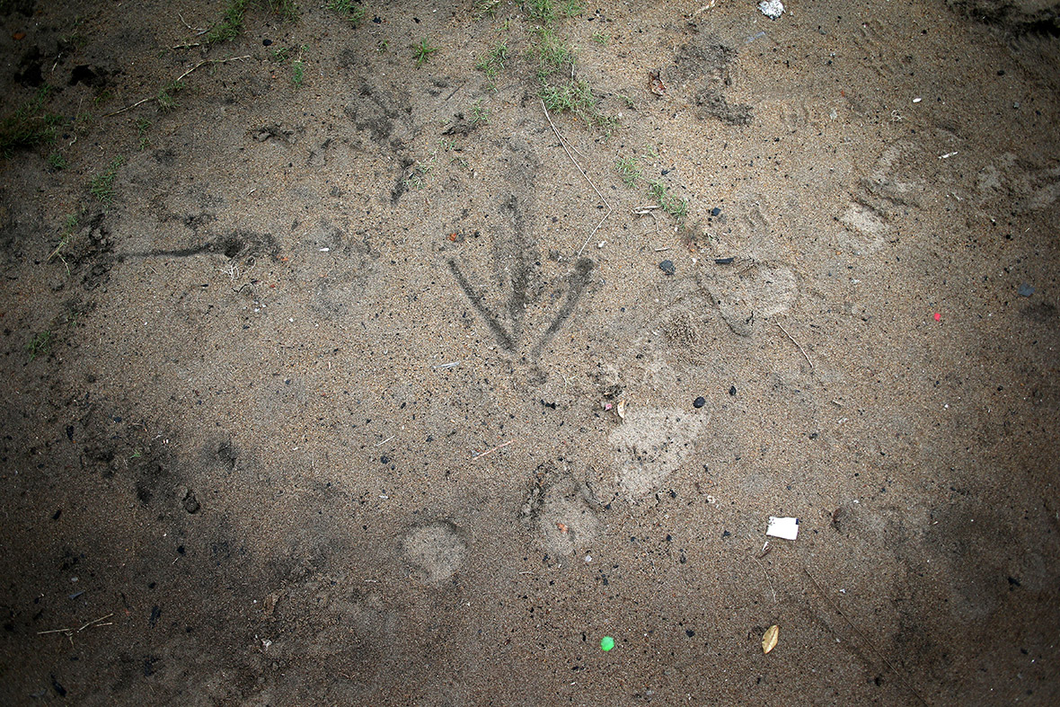 An arrow in the dirt points the way for a Liberian burial team to find and retrieve the body of an Ebola victim