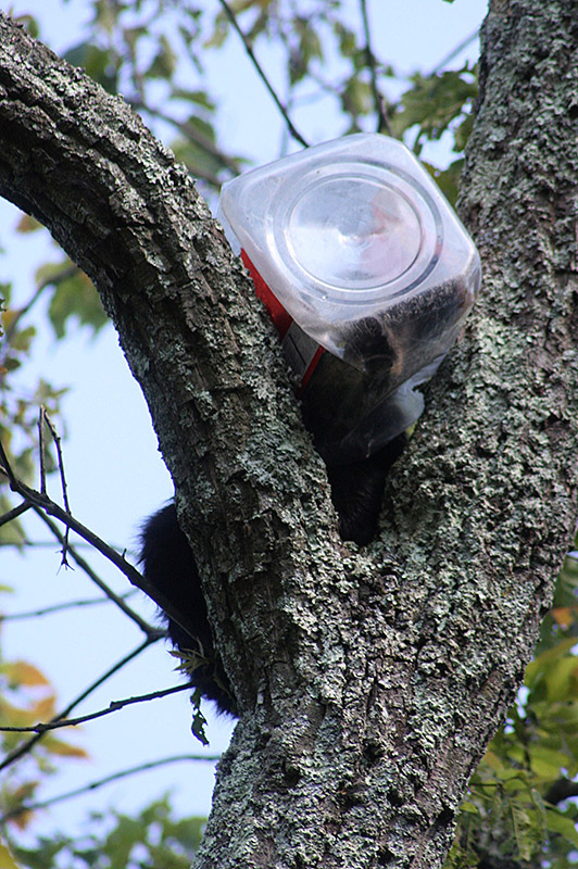A bear cub that failed to heed the lessons of Winnie the Pooh and got a cookie jar stuck on its head is recovering after being rescued from 40 feet (12 metres) up in a tree by New Jersey state environmental workers
